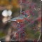 Outdoor Living and Style Gray and Red Robin in Autumn Outdoor Canvas Square Wall Art Decor 24" x 24"